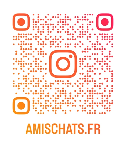 Photo de Amis Chats débarque sur instagram !