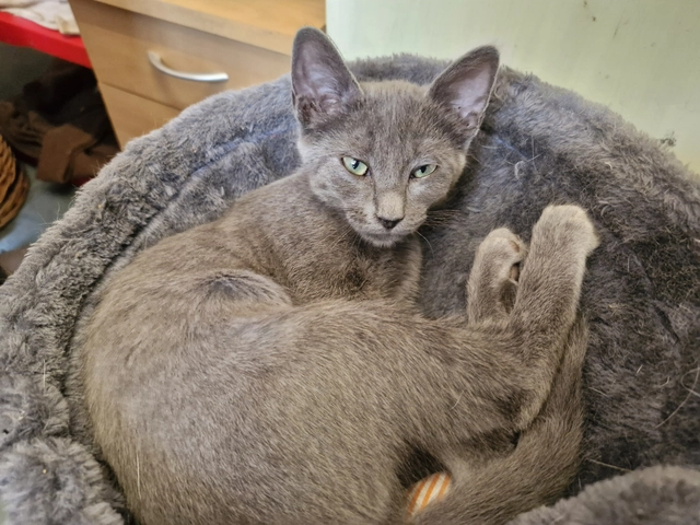 Athena - femelle, 4 mois