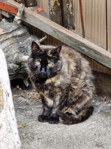 Ambre - femelle, 10 ans