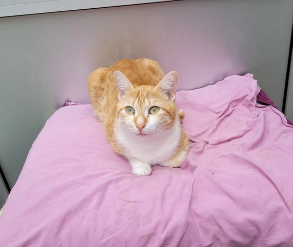 Clémentine - femelle, 1 ans