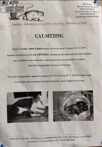 CAT SITTIG - male, Âge inconnu