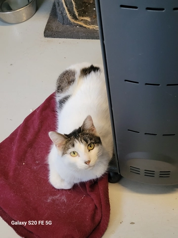 Dubaï - femelle, 3 ans