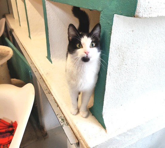 HARMONIE - femelle, Âge inconnu