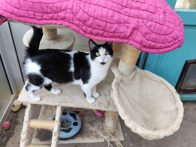 Harmonie - femelle, 1 ans