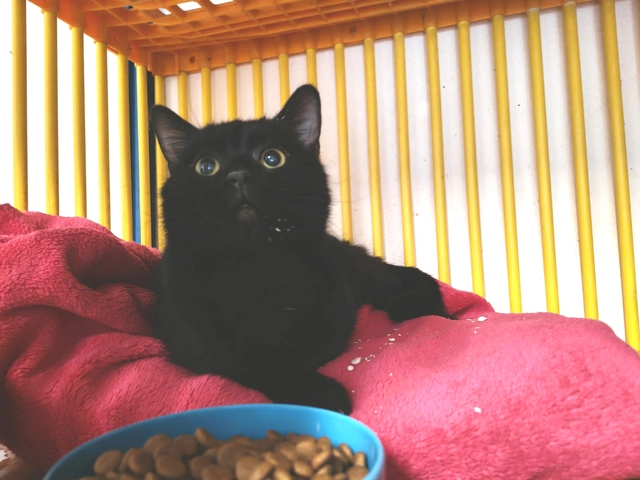 MILO - male, Âge inconnu