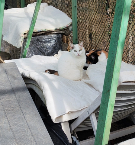 Lilly - femelle, 7 ans