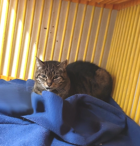 NESSY - femelle, 9 ans