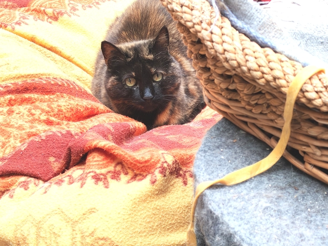 Ambre - femelle, 11 ans