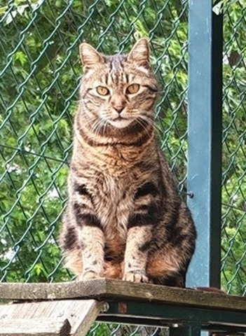 Ulysse - male, 12 ans
