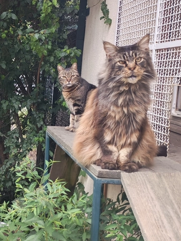 O’Malley - male, 8 ans