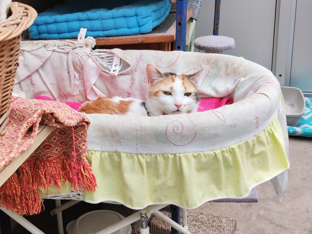 Mimi - femelle, 4 ans