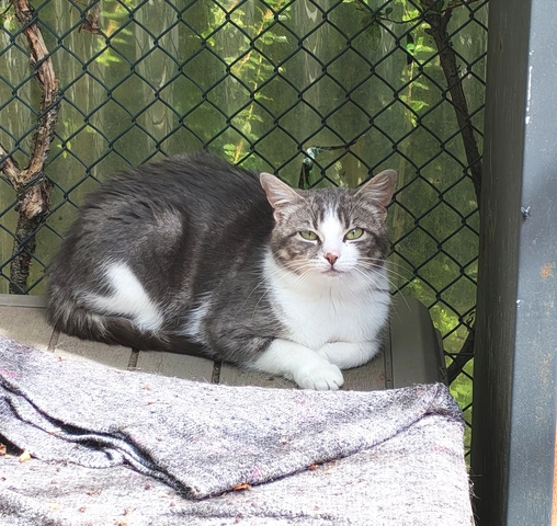 Prune - femelle, 1 ans