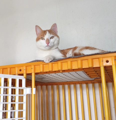 MAÏS - male, Âge inconnu