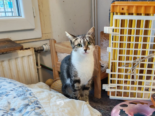 GUEZZIE - femelle, 4 ans
