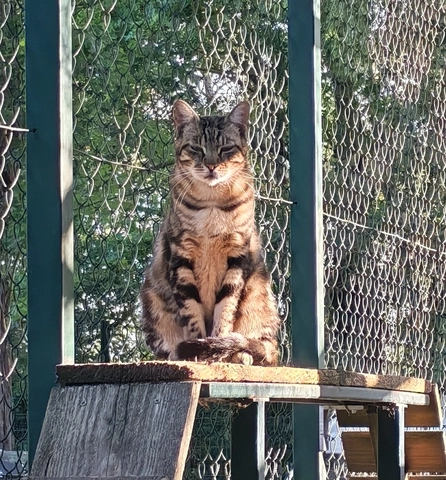 Mégane - femelle, 9 ans