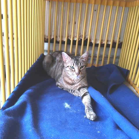 ASKA - femelle, 1 ans