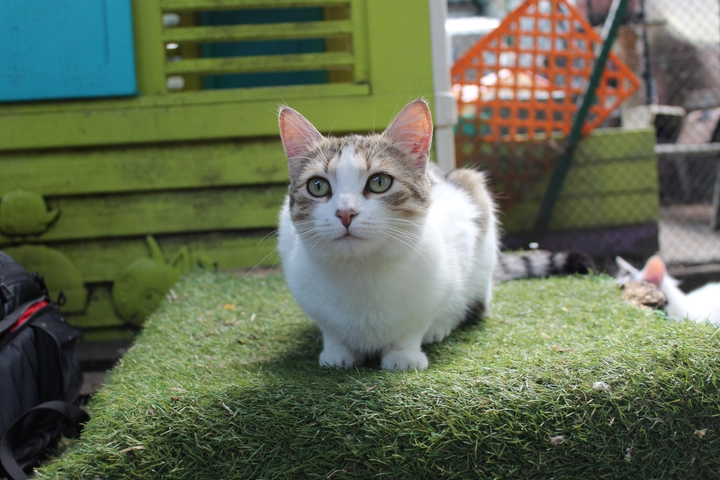 Cassis - femelle, 1 ans