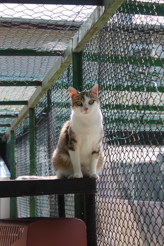 Faffou - femelle, 3 ans