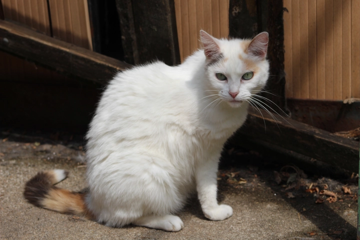 Lilly - femelle, 6 ans