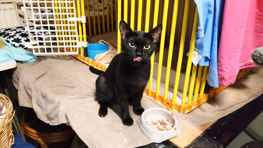 LOLA - femelle, 9 mois