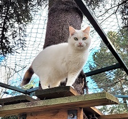 Lilly - femelle, 6 ans