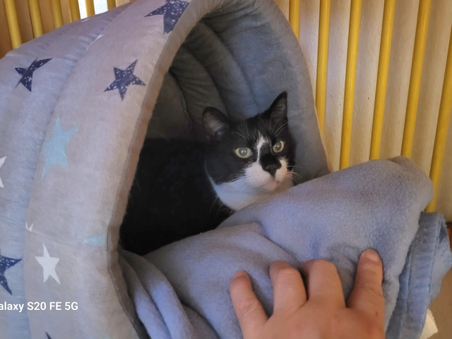 Ninja - femelle, Âge inconnu