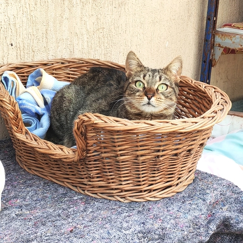 Spicy - femelle, 2 ans