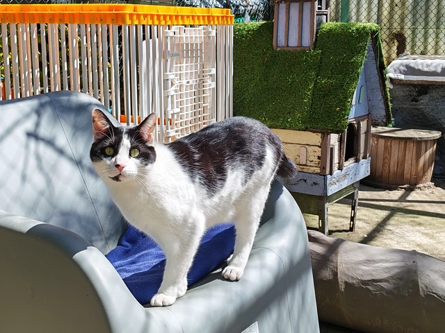 Titounet - male, 4 ans