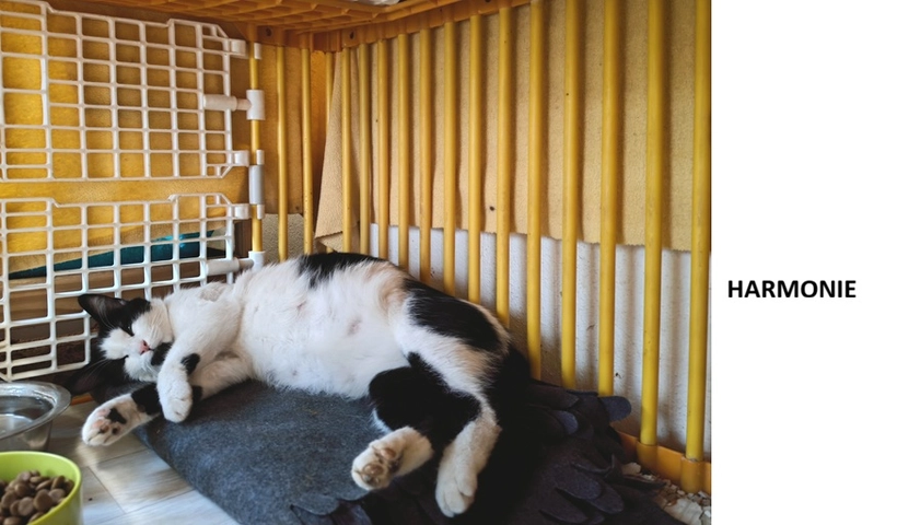 Photo de HARMONIE