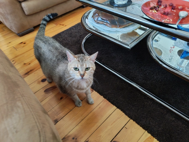 Photo de PETTITE MINETTE