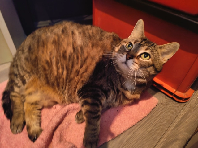 Photo de GROSSE MINETTE