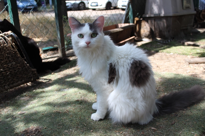 Photo de Vanille & Flocon