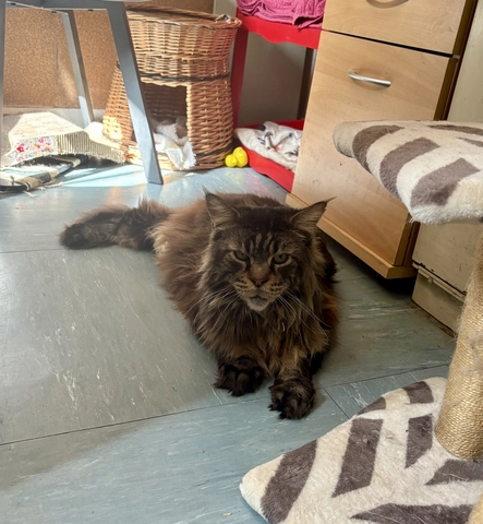 Photo de O’Malley