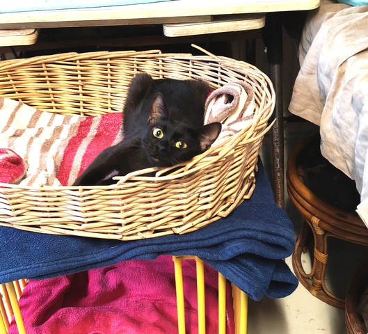 Photo de LOLA