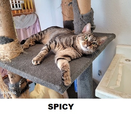 Photo de Spicy