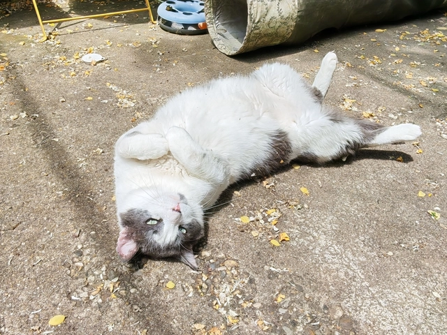 Photo de Virgile