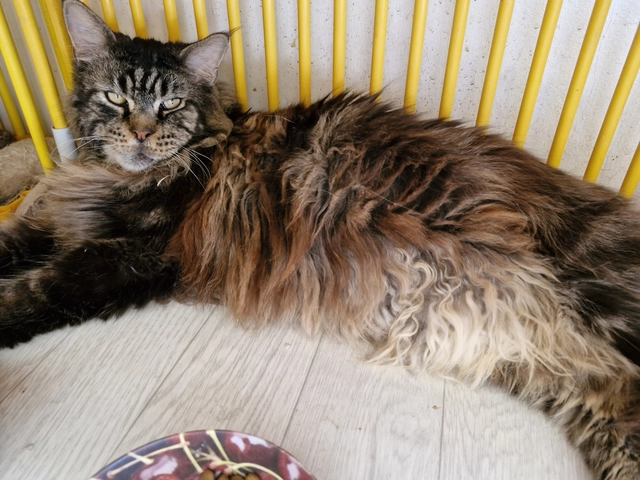 Photo de O’Malley