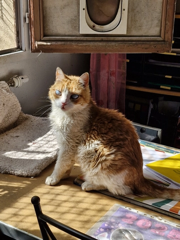 Photo de Tigrou