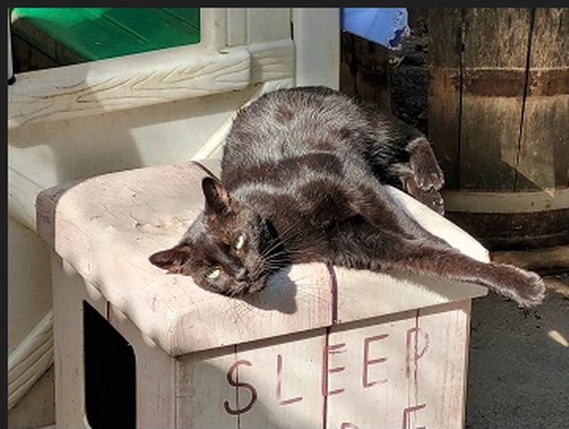 Igor - male, 12 ans