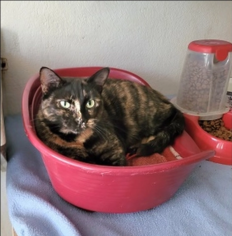 Litchi - femelle, 1 ans