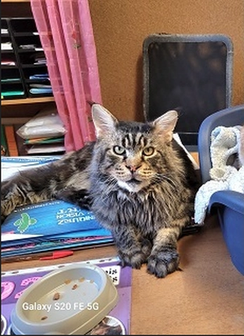 O’Malley - male, 8 ans