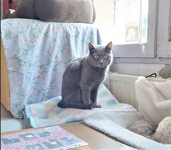Osiris - male, 8 ans