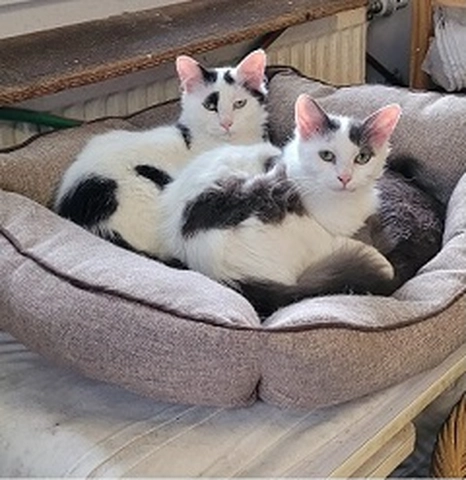 Vanille & Flocon - famille, 1 ans