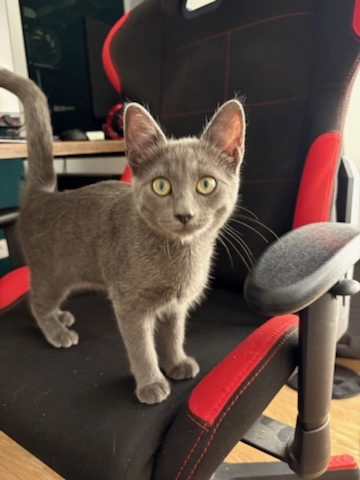 Actualité : Athena a été adoptée !