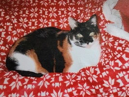 Illustration de Décès de Shona