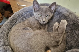 Athena - femelle, 4 mois