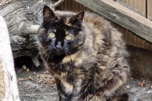 Ambre - femelle, 10 ans