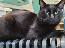 Boubou - male, Âge inconnu