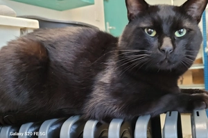 Boubou - male, Âge inconnu