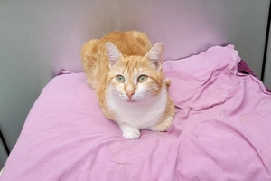 Clémentine - femelle, 1 ans